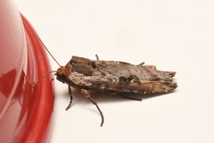 Xylena thoracica