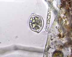 Desmidium