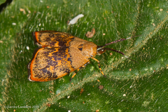 Rhobonda gaurisana