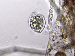 Desmidium