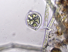 Desmidium