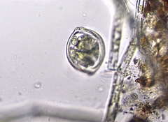 Desmidium