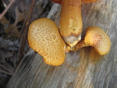Gymnopilus fulvosquamulosus