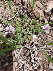 Astragalus distortus