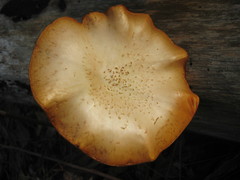 Gymnopilus fulvosquamulosus