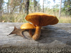 Gymnopilus fulvosquamulosus