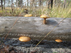 Gymnopilus fulvosquamulosus