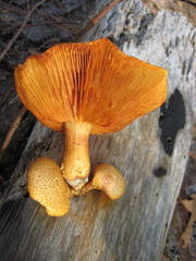 Gymnopilus fulvosquamulosus