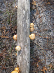 Gymnopilus fulvosquamulosus