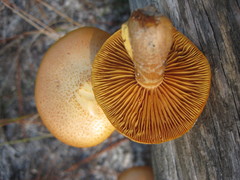 Gymnopilus fulvosquamulosus