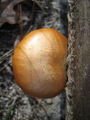 Gymnopilus fulvosquamulosus