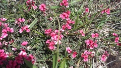 Indigofera disticha
