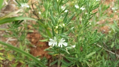 Teucrium trifidum