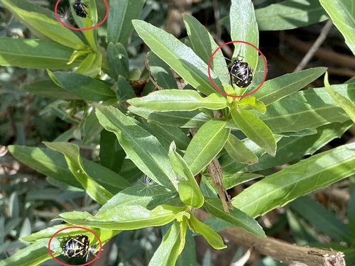 iNaturalist observation photo of Harlequin Bug