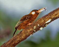 Galbalcyrhynchus leucotis