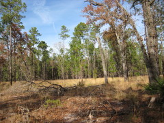 Gymnopilus fulvosquamulosus