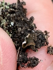 Peltigera elisabethae