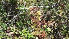 Crassula cultrata