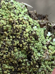 Peltigera elisabethae