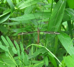 Tipula caloptera