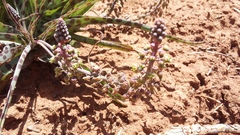 Ledebouria ensifolia