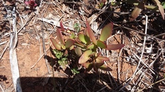 Crassula cultrata