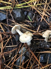 Inocybe sindonia