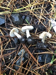 Inocybe sindonia
