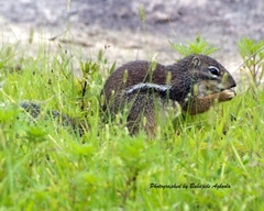 Euxerus erythropus