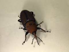 Rhynchophorus ferrugineus