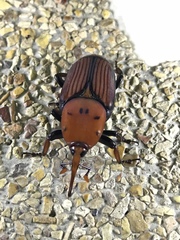 Rhynchophorus ferrugineus