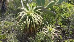 Aloe pluridens
