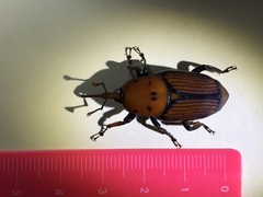 Rhynchophorus ferrugineus