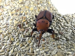 Rhynchophorus ferrugineus