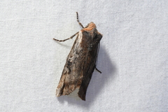 Xylena thoracica