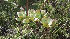 Cotyledon velutina