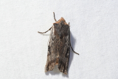 Xylena thoracica