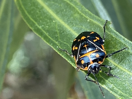 iNaturalist observation photo of Harlequin Bug