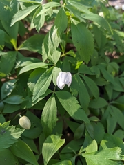Anemonoides quinquefolia