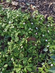 Anemonoides quinquefolia