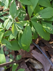 Anemonoides quinquefolia