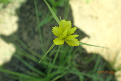 Cyperus sphaerocephalus