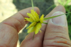 Cyperus sphaerocephalus