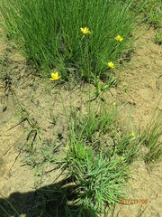 Cyperus sphaerocephalus