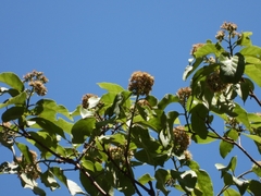 Ehretia latifolia