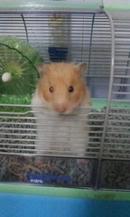 Mesocricetus auratus