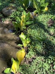 Lysichiton