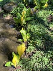 Lysichiton