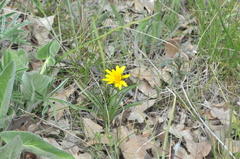 Nothocalais troximoides