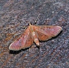 Prenesta scyllalis
